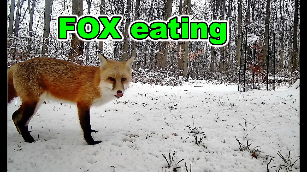 Fox in the Snowy Woods – Caught on Trail Camera