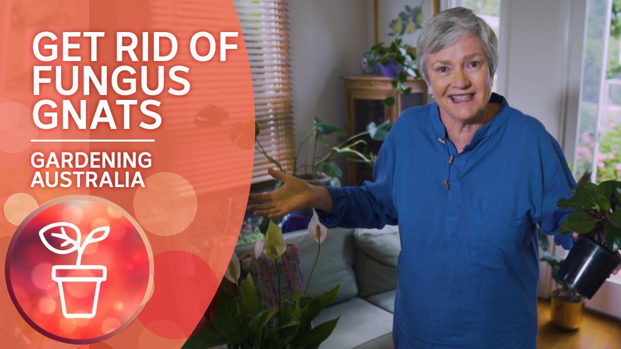 DIY ideas to rid your indoor plants of fungus gnats | Pest and Disease Control | Gardening Australia