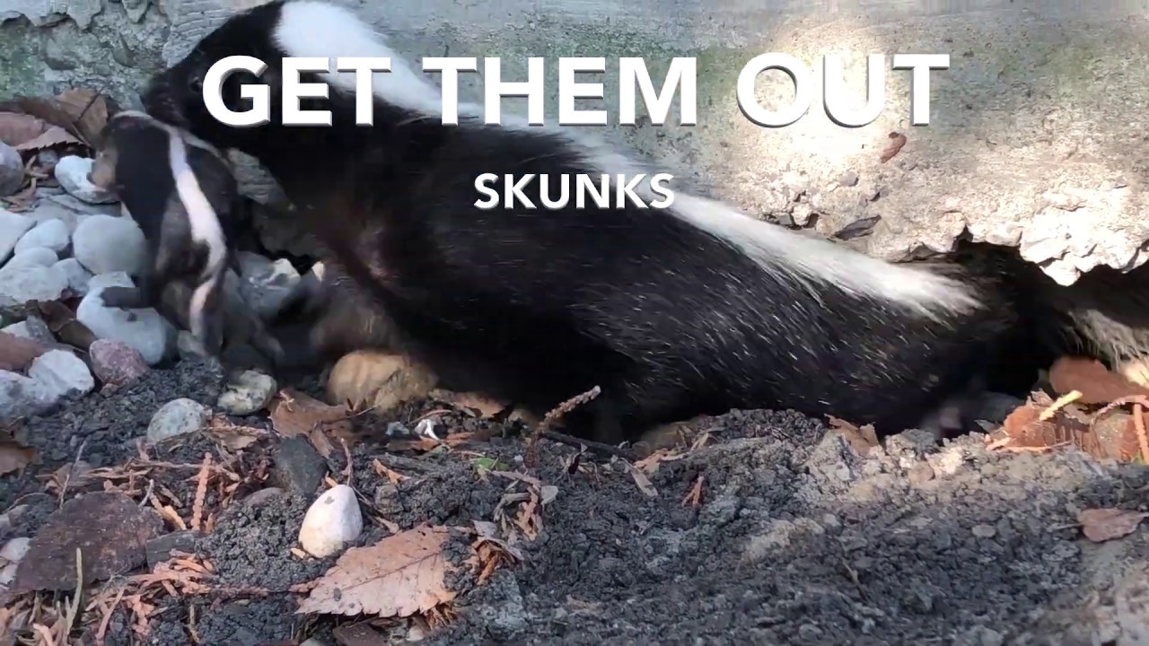 Humane Skunk Removal