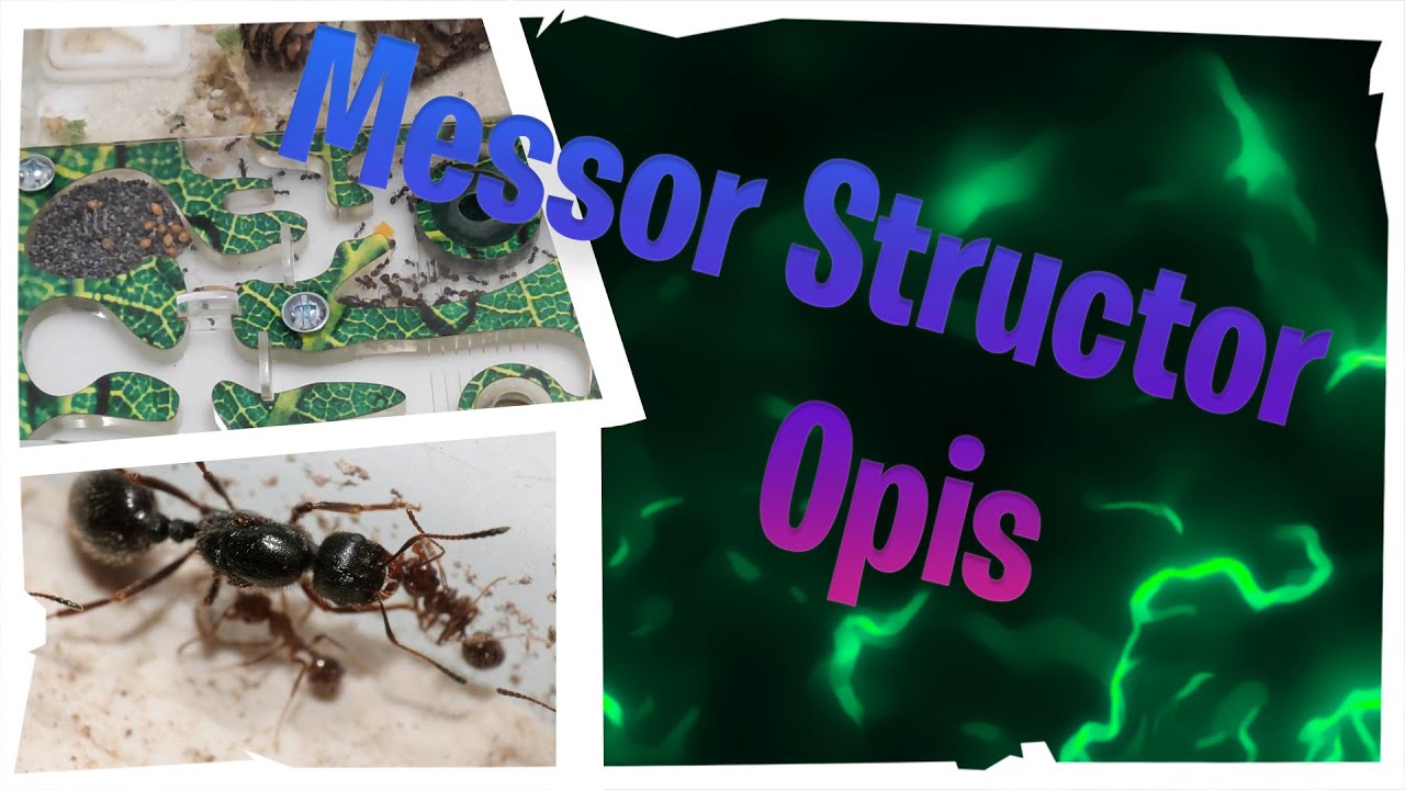 Messor structor | Opis