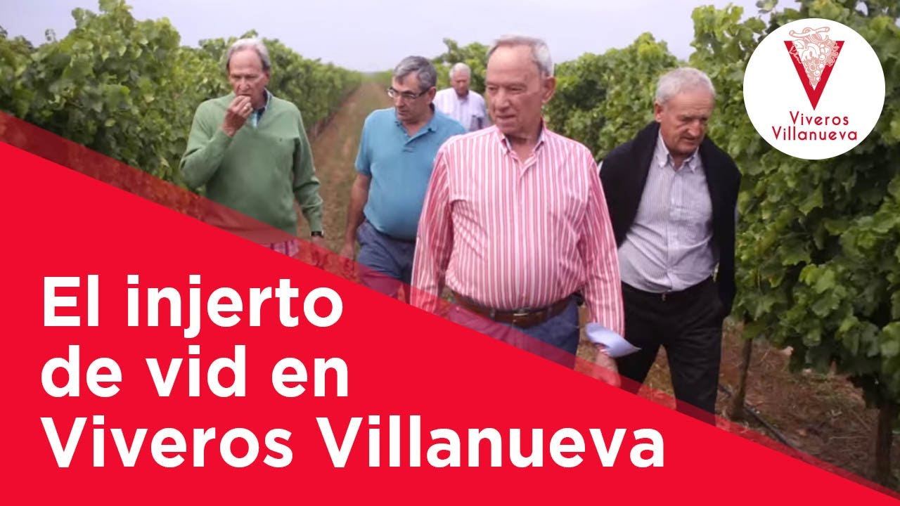 El injerto de vid en Viveros Villanueva Vides
