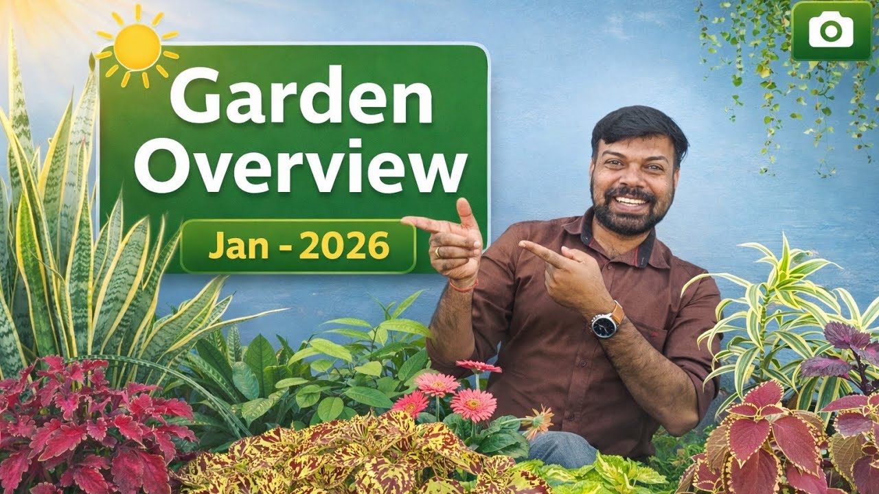 Gardening January Updates 2026/Garden Update 2026/Garden Overview 2026