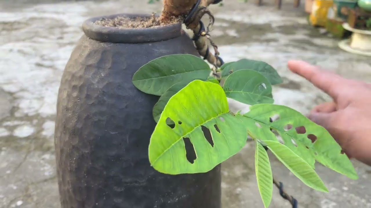 Chế cháo củ ổi vào cái bình