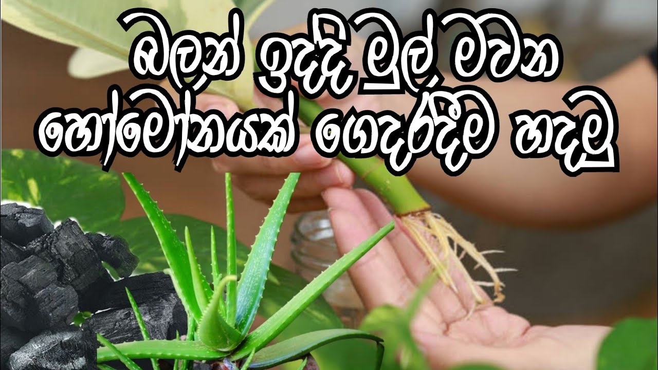 බලන් ඉද්දි මුල් මවන කෝමාරිකා + අඟුරු හෝමෝනය ගෙදරදීම හදමු | Homemade rooting hormone | අතු පැල කිරිම
