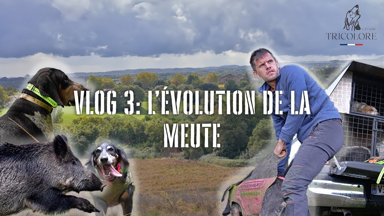 Vlog 3 - L'évolution de la meute (chasse sanglier saison 2025)
