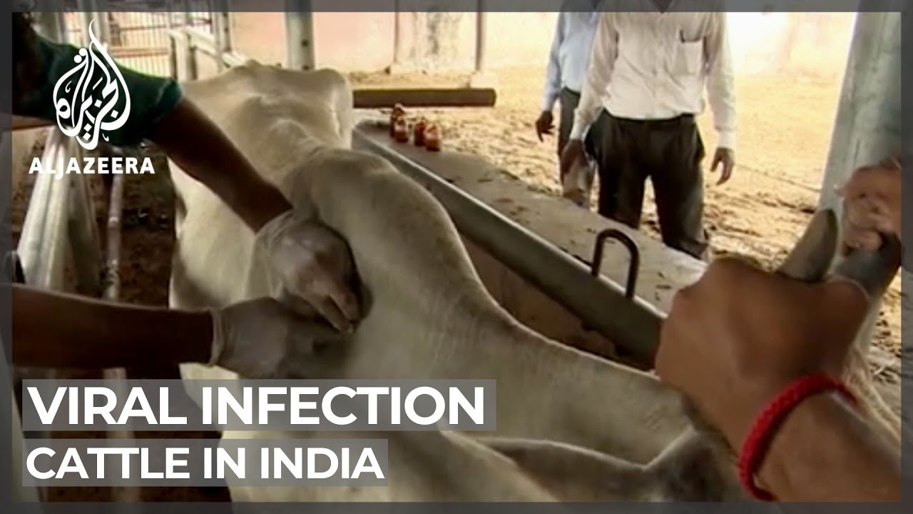 Viral infection kills thousands of cattle in India