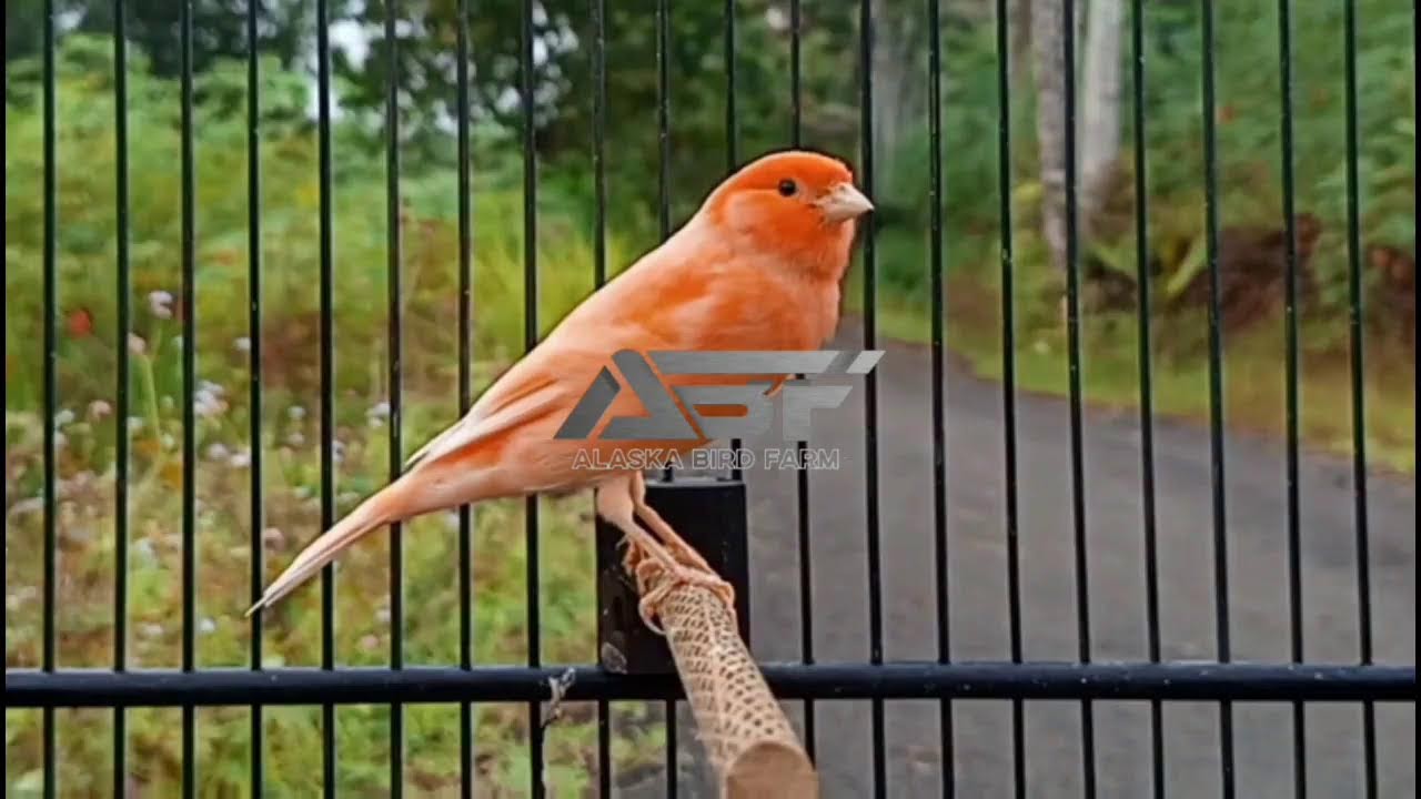 PANCINGAN KENARI PAGI HARI BIKIN CUIT CUIT NGEROL PANJANG GOYANG GOYANG