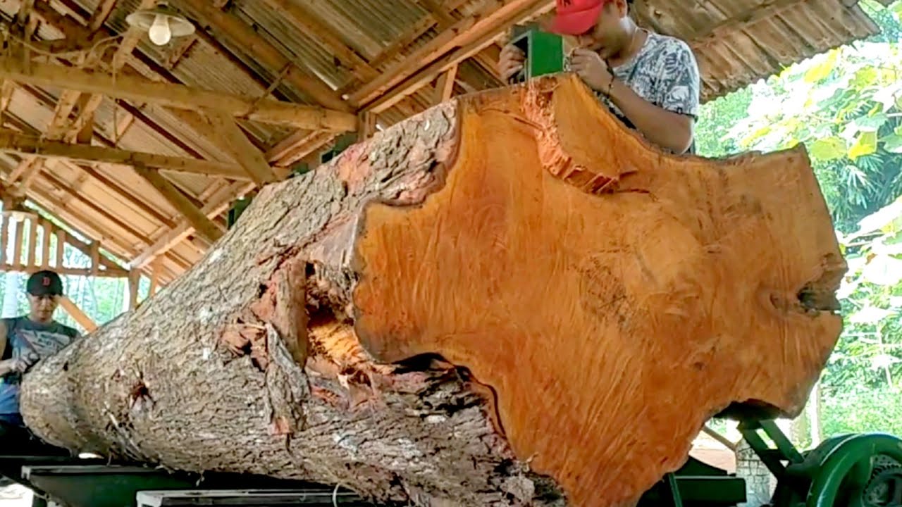 Blushing Red large mahogany logs cut at a sawmill 