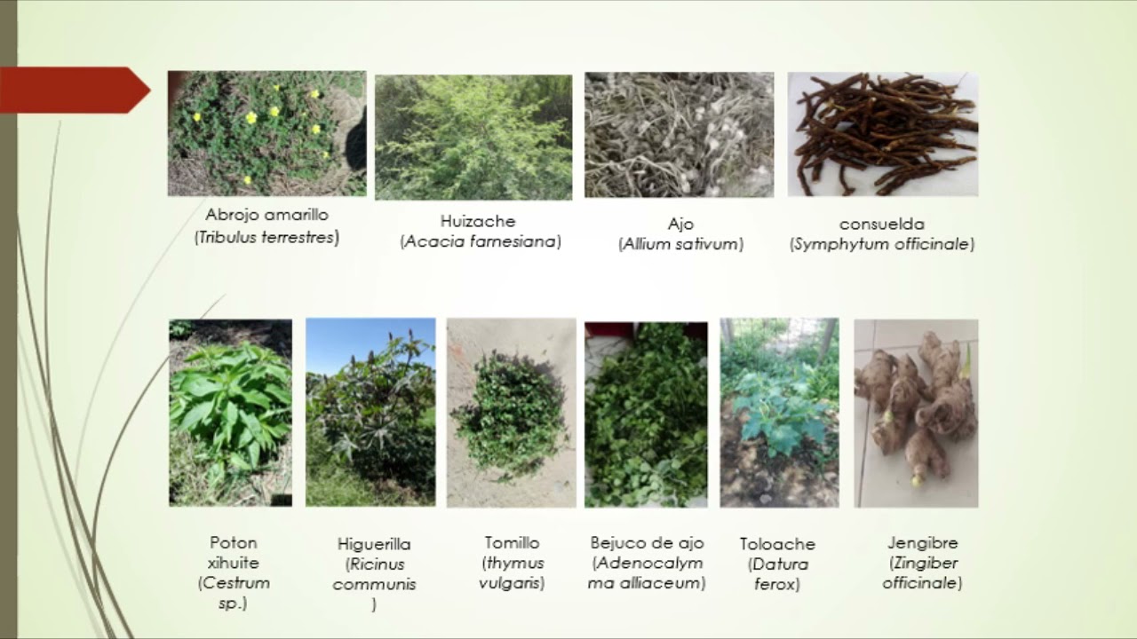 Extracci&oacute;n asistida por ultrasonido de biomol&eacute;culas de especies vegetales con etanol y acetona