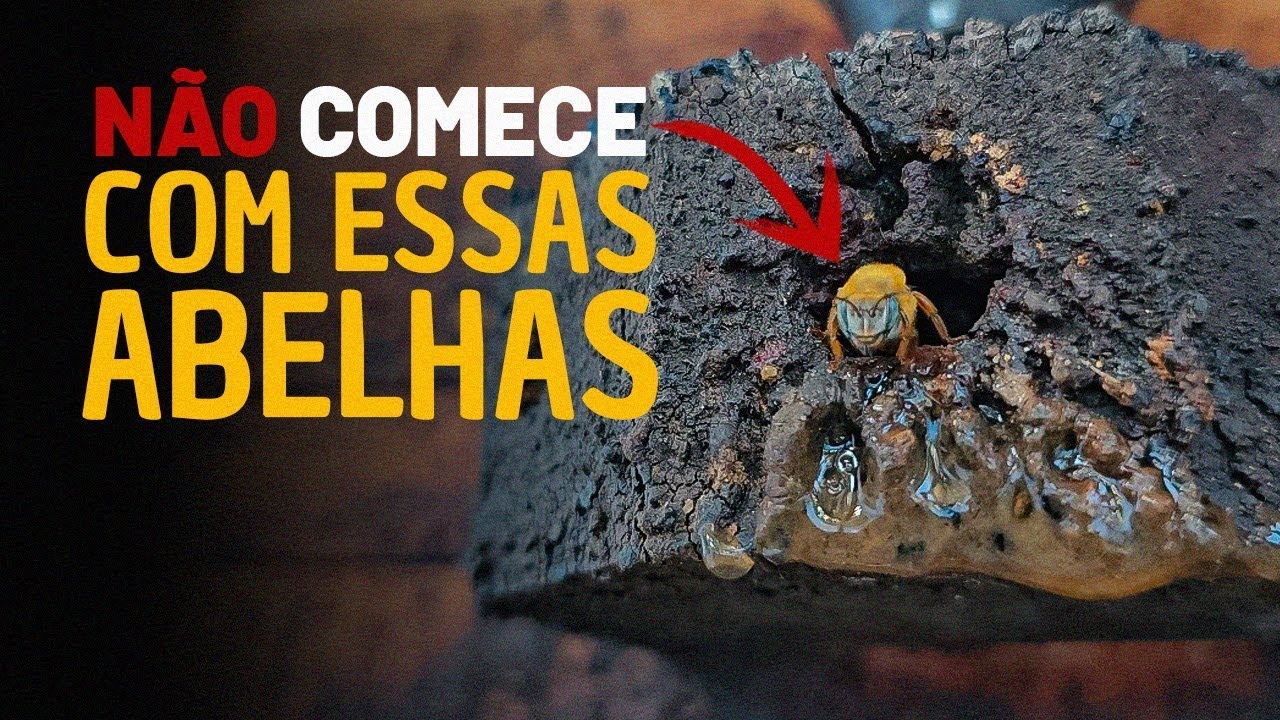 🚫 NÃO COMECE com essas abelhas sem ferrão (se você for iniciante) 🐝❌