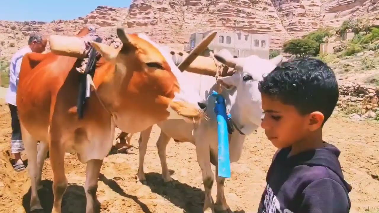 ألا يا تهمة #الصيف حني وسمعيني رعيدش موسم الزراعة  2023م الشعيب الضالع