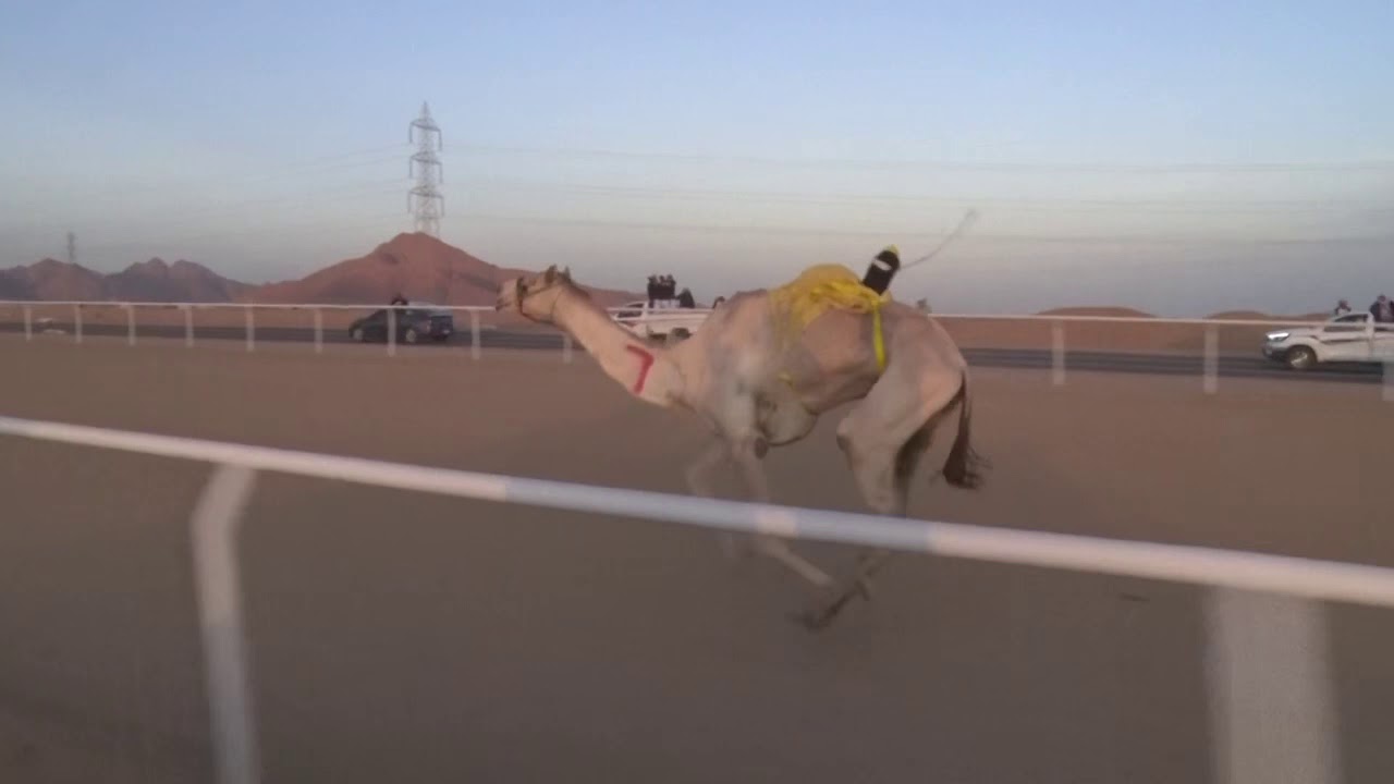 الشراري يخطف الفوز في مهرجان شرم الشيخ التراثي 2020
