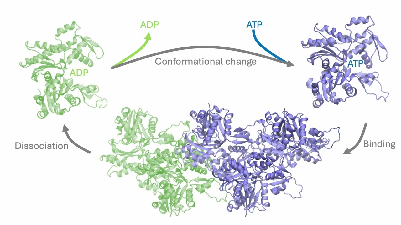 Scalable emulation of protein equilibrium ensembles with BioEmu