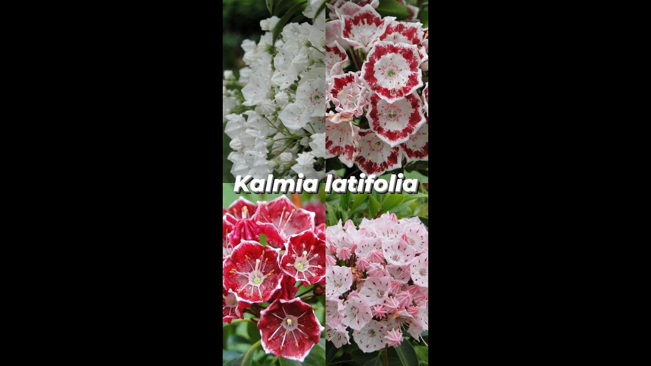 Kalmia szerokolistna (Kalmia latifolia)