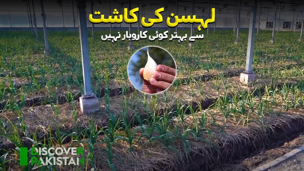 Garlic Farming in Pakistan | 60 Lakh Per Acre | لہسن کی کاشت سے بہتر کوئی بزنس نہیں۔