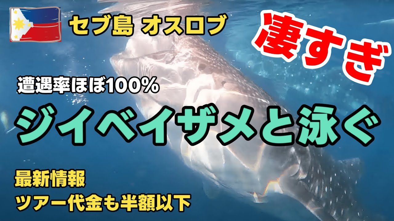 【🇵🇭フィリピン セブ島】世界でここだけのジンベイザメツアーを半額以下で体験！現地の人気レストランの情報なども合わせて紹介します