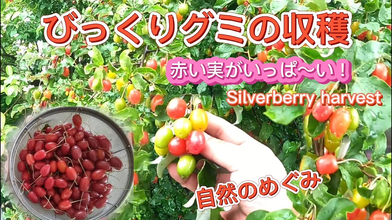 【 果物狩り 】 大量の赤い実 ！ びっくりグミ の 収穫 に行ってきました！
