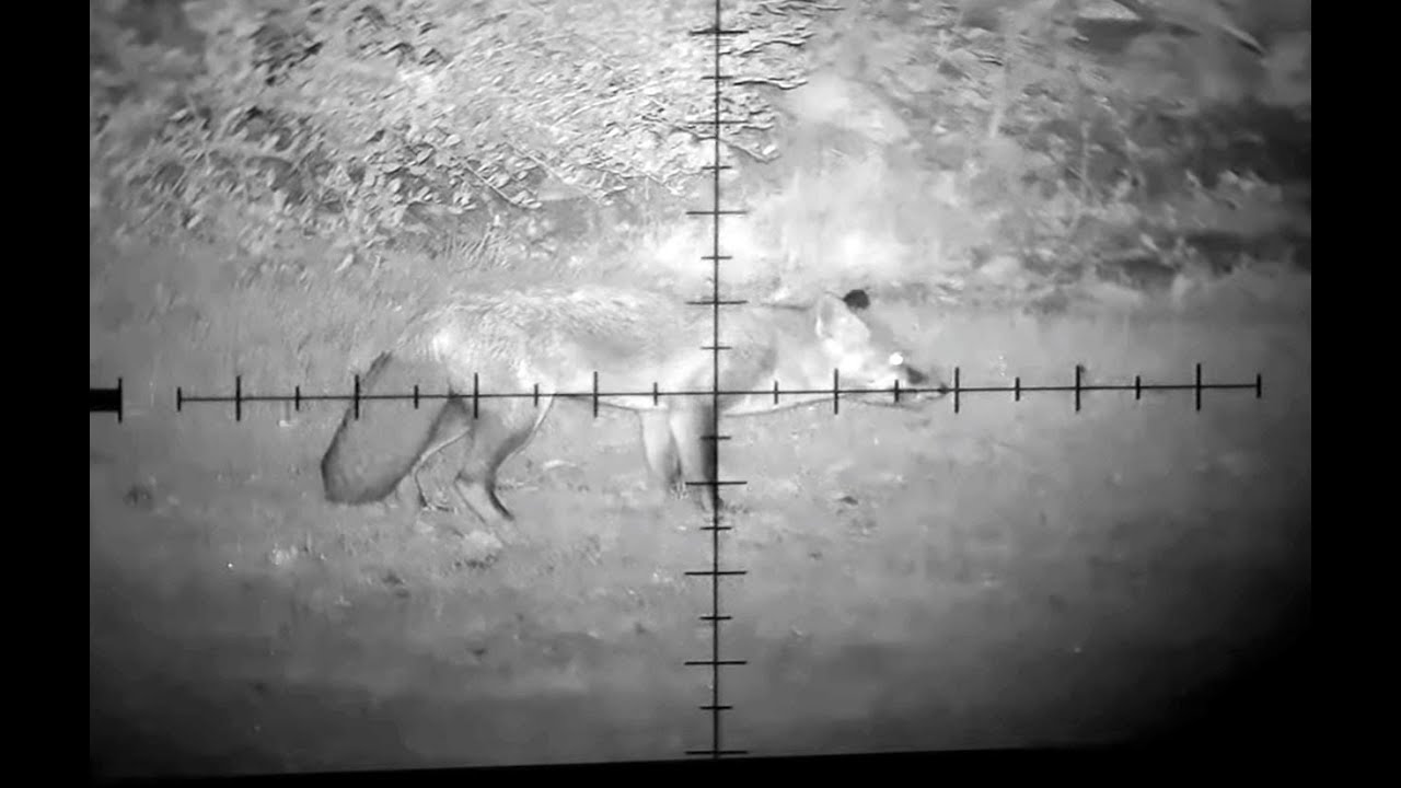 The Shooting Show &ndash; back-garden foxing with Mark Ripley