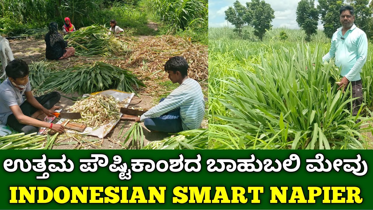 ಉತ್ತಮ ಪೌಷ್ಟಿಕಾಂಶದ ಅಧಿಕ ತಪ್ಪಲು ಇರುವ ಬಾಹುಬಲಿ ಮೇವು | indonesian smart napier | napier grass in kannada