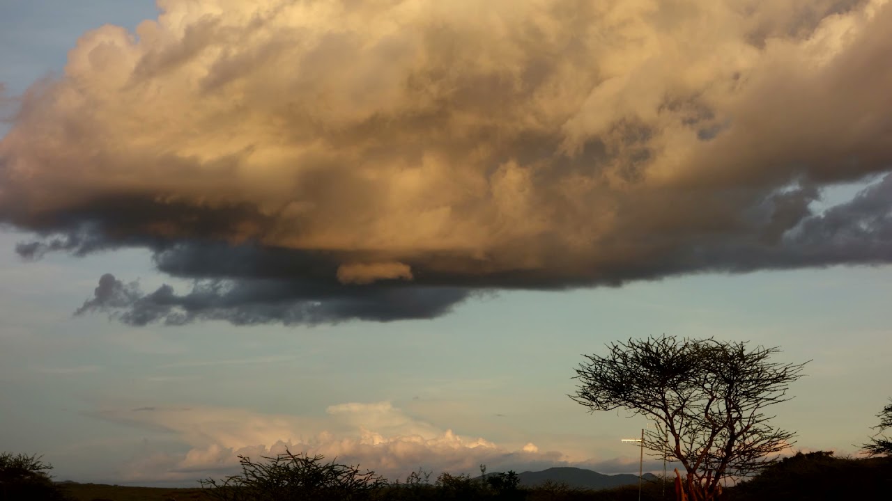 Savanna Sunset, Turmi