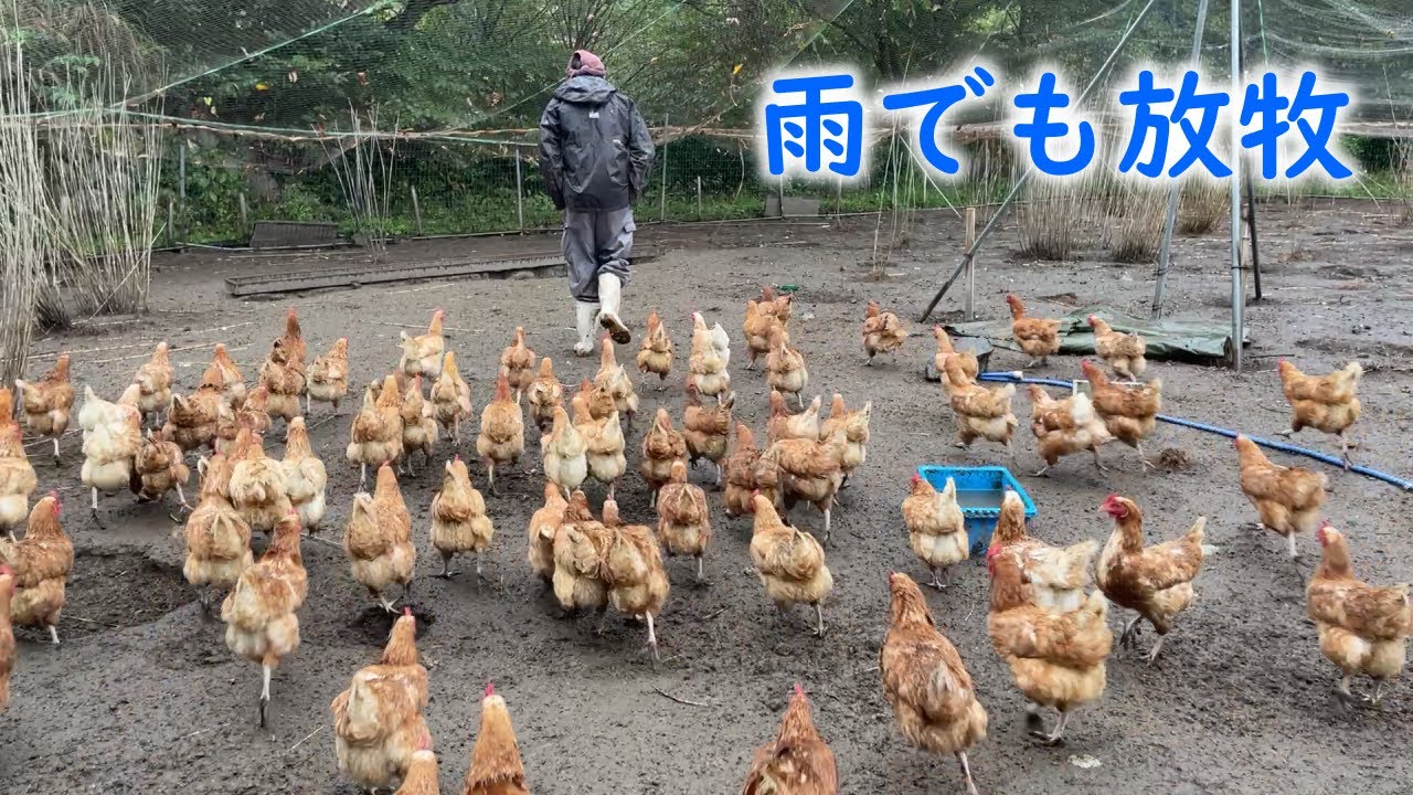 大雨でも飼い主について行っちゃう、お茶目なニワトリたち