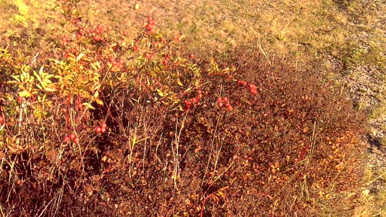 19:e Oktober 2025 (Filmad med Denver ACT 1301)