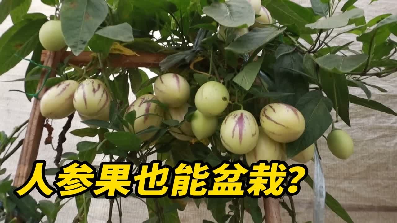 人参果在家也能轻松盆栽，挂果量超级多，一次种植常年收获