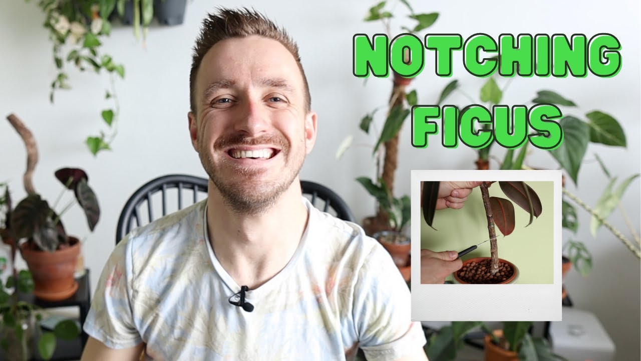 Notching Rubber Tree Ficus | Promote Branching | Side Shoots | Planting Plants