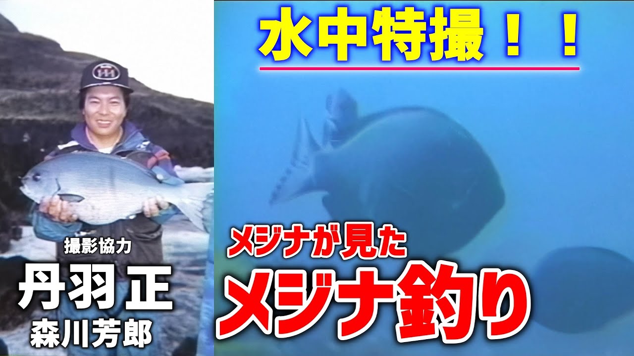 【丹羽 正】水中特撮！！メジナが見たメジナ釣り【森川芳郎】