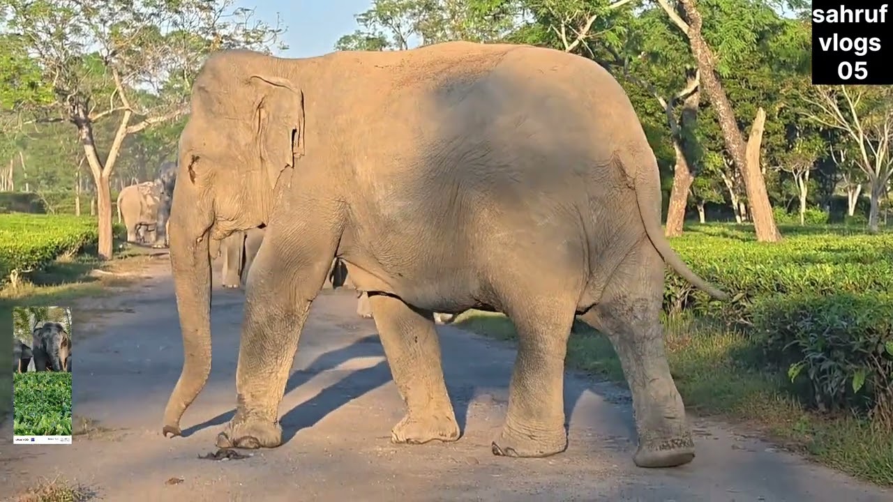 #elephant #wildlife #animals
