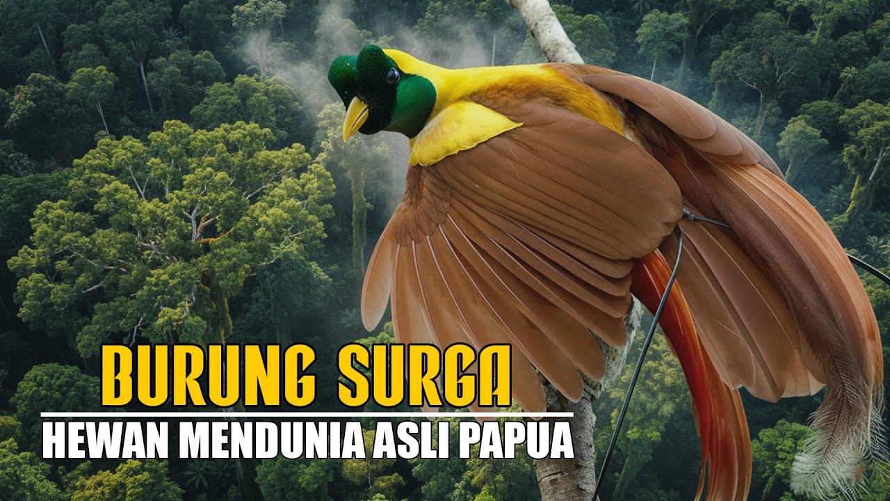 Burung Surga!!! Hewan Langka Yang Mendunia Hanya Ada Di Hutan Papua