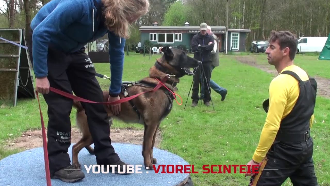 Best protection dogs in training with Viorel Scinteie !!!