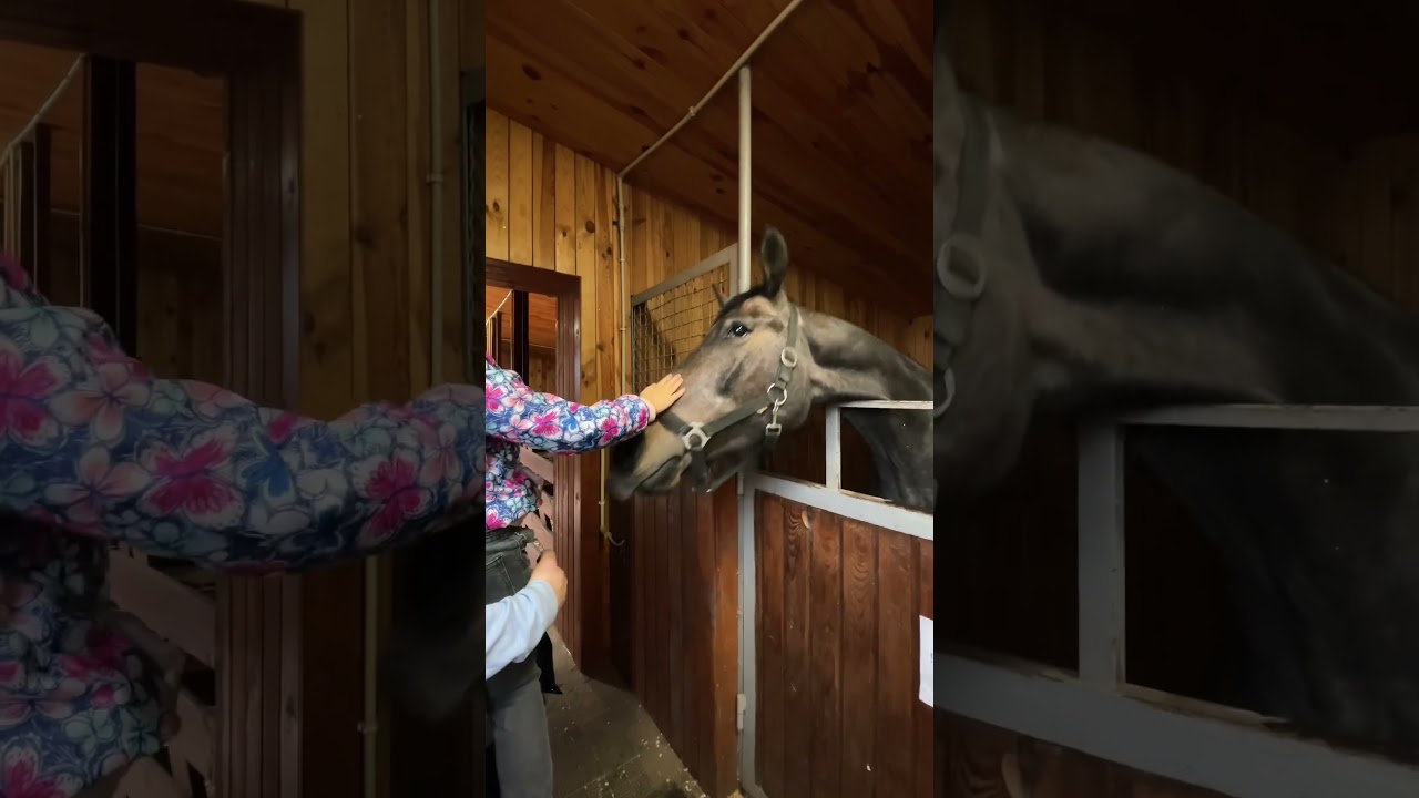 Лошадки 🐴 