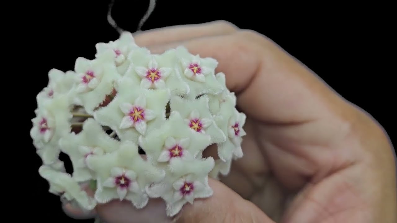 Fases do Desenvolvimento da Flor de Cera Hoya Cv. Mathilde