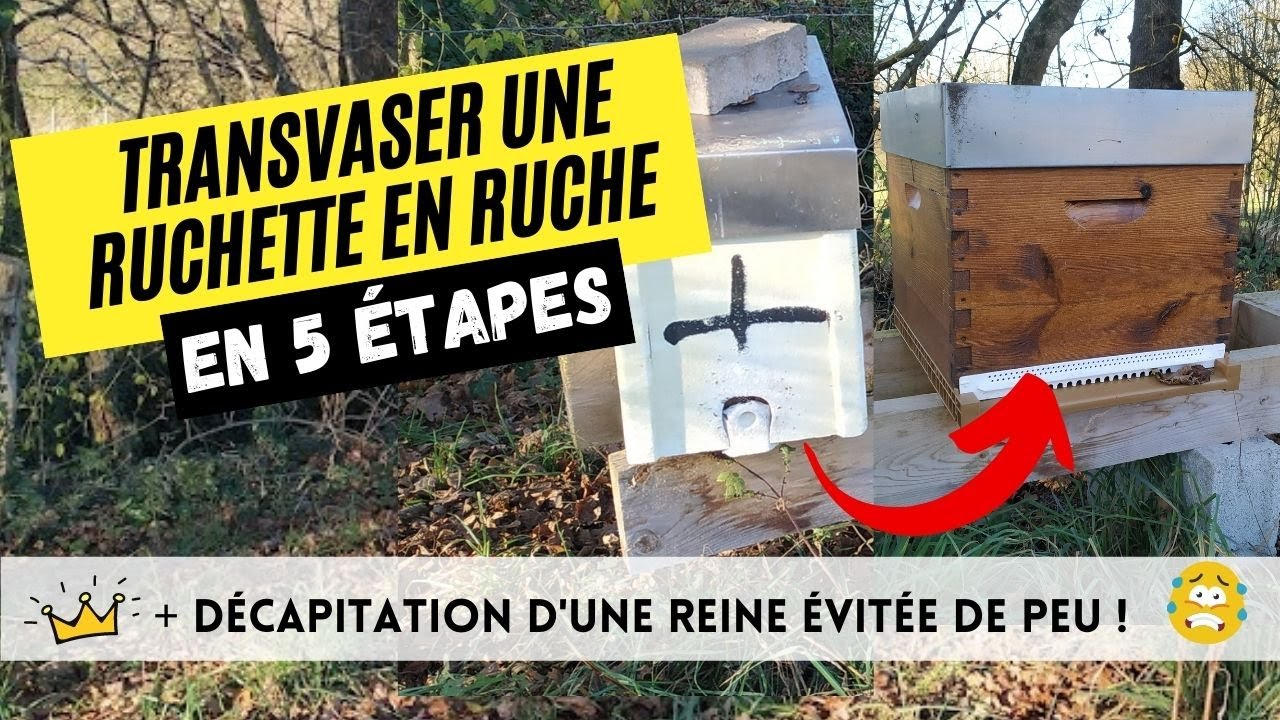 Transvaser une ruchette en ruche en 5 étapes + décapitation d'une reine évitée de peu !