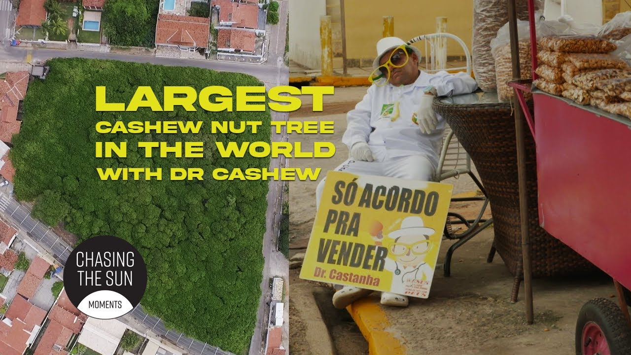 The Largest Cashew Tree in the World & Dr. Cashew – A Natural Wonder in Brazil! 🌳🥜