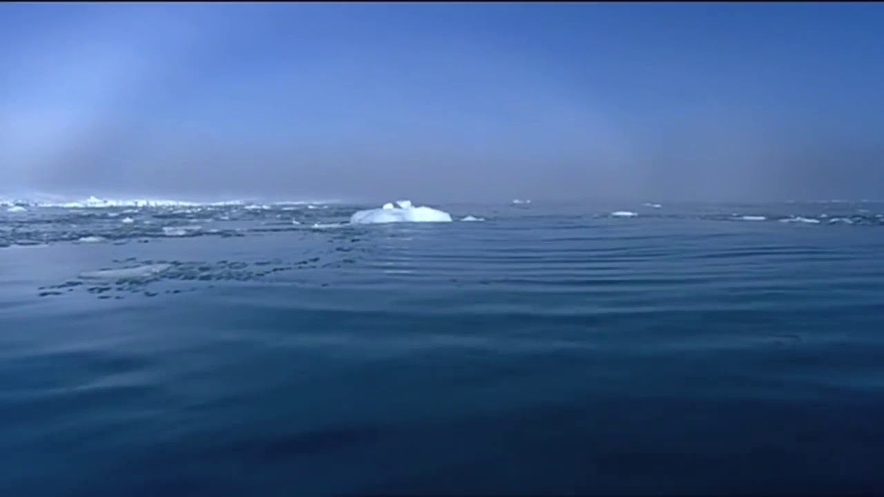 Walrus Attacks Kayak