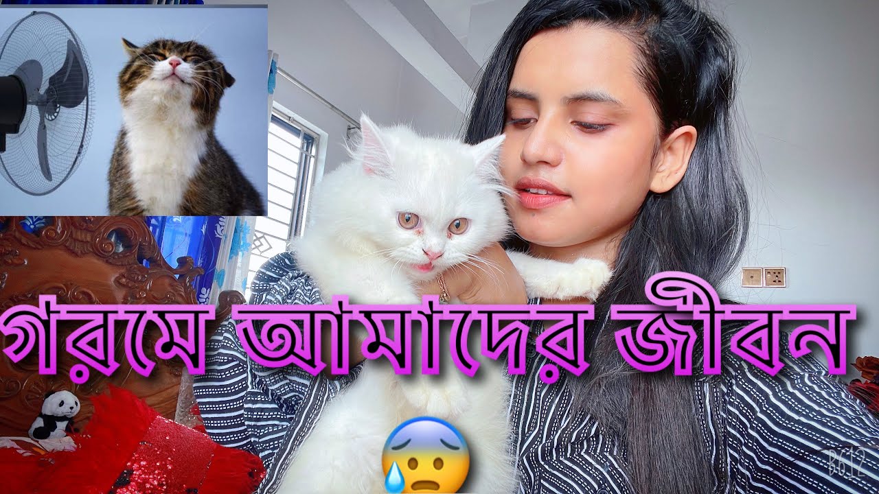 গরমে জীবন তেনা তেনা হয়ে যাচ্ছে ॥ #cat #catlover