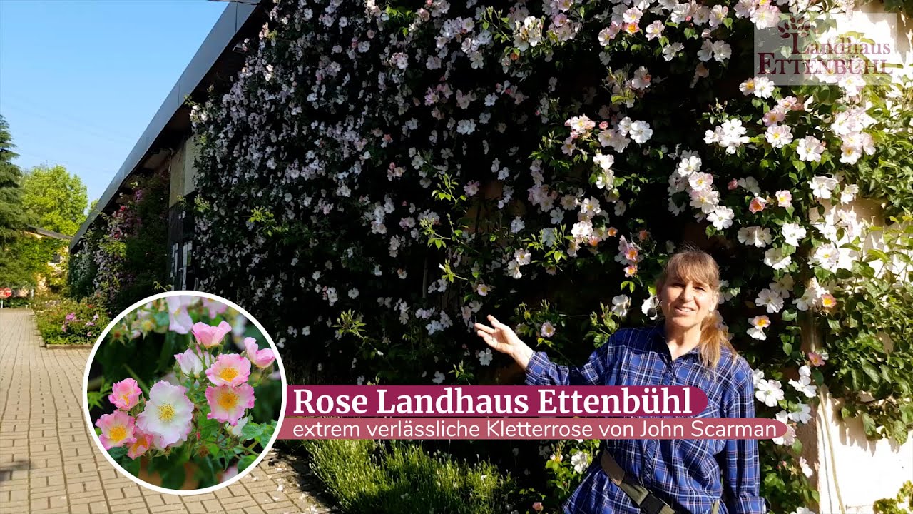 Lieblingsrosen - es beginnt zu blühen im Landhaus Ettenbühl