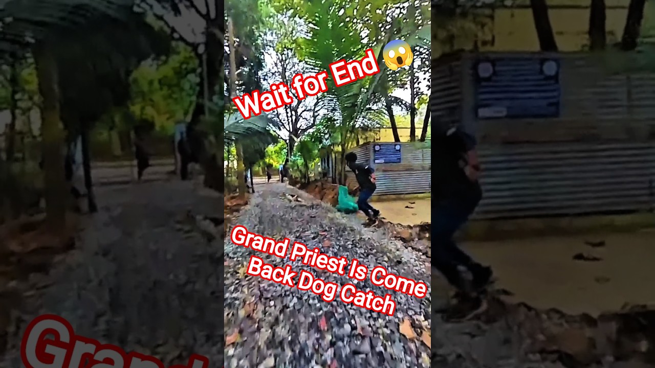 Grand Priest Is Come Back Dog Catch #grand #dog #dogwithpublicsafety #ytviral #pets #dogshorts