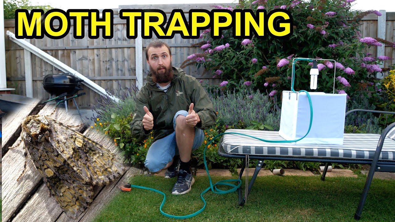Moth Trapping in My Garden