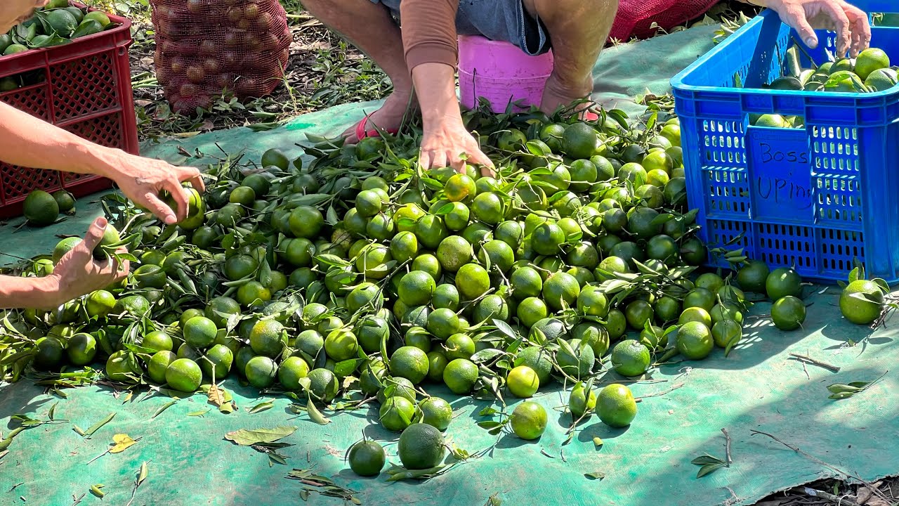 Magugulat ka grabe pala ang kita sa Citrus o Dalandan, Milyones sa isang season lang!