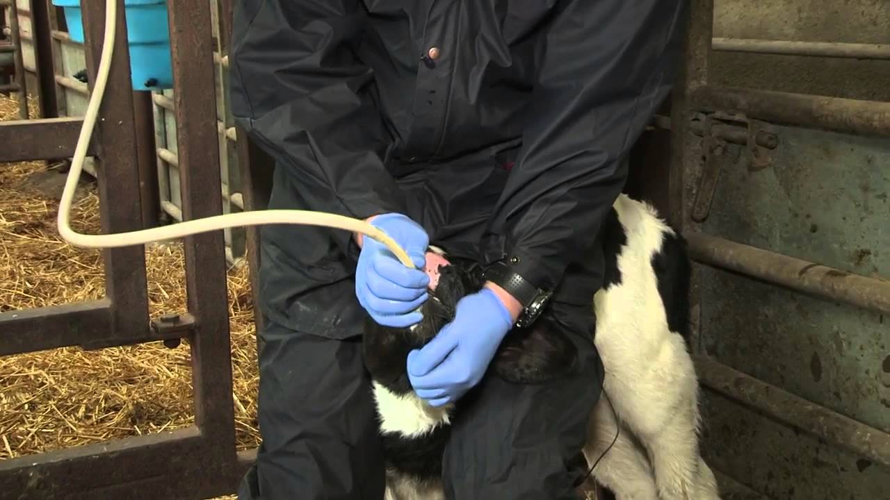 How to stomach tube a calf