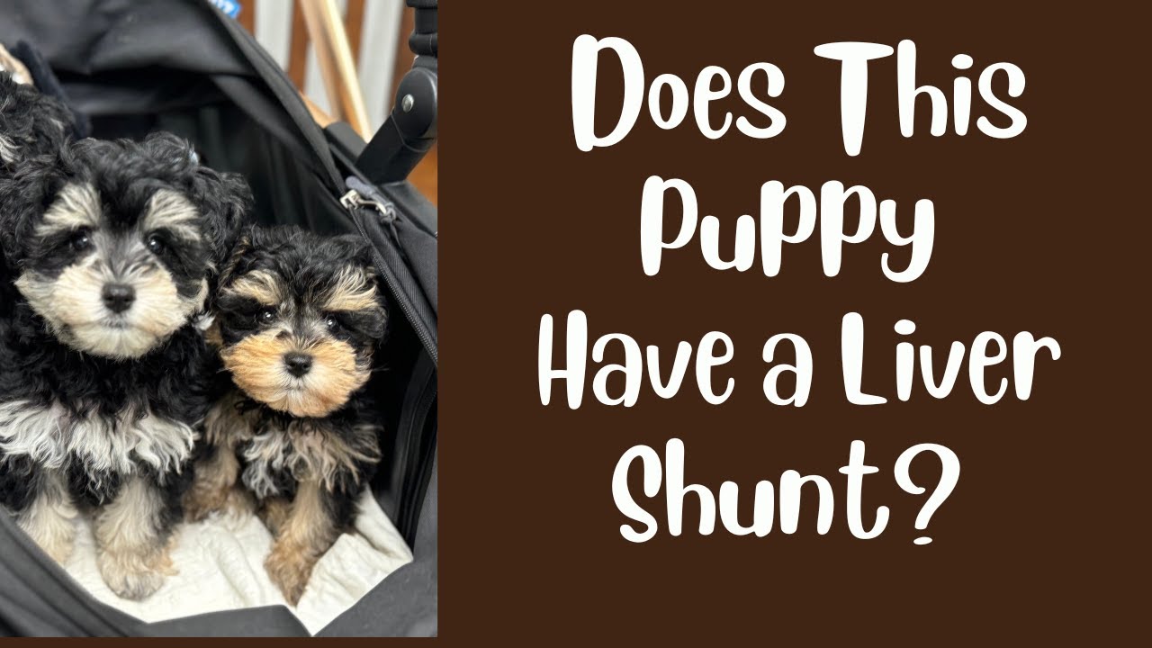 Does This Puppy Have a Liver Shunt?