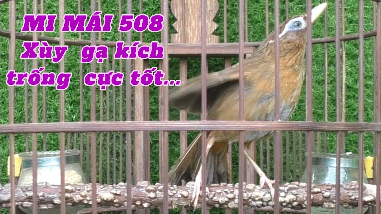 HOẠ MI MÁI MỘC DỞ, XUỲ GẠ TRỐNG CỰC TỐT, GIÀ RỪNG, CHIM SẠCH, KHÔNG TẬT LỖI 