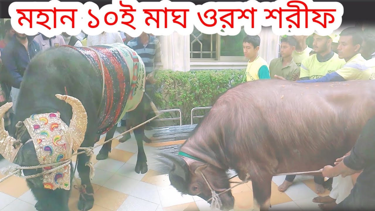 মহান ১০ই মাঘ ওরশ শরীফ || মইষে হাদিয়া ঢল || সৈয়দ আহমদ উল্লাহ কেবলা কাবা মাইজভান্ডারী || ২০২৬