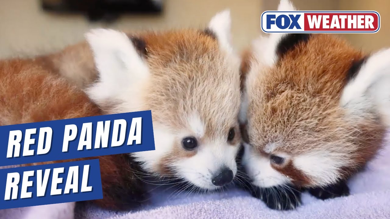 Baby Red Panda Brothers Soon To Make Public Debut In East Tennessee