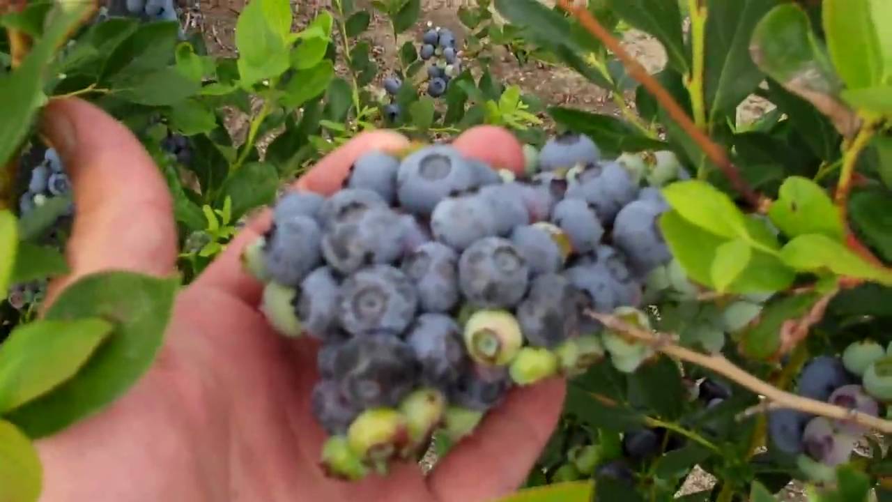 Organic Blueberry Bushes for Sale - DiMeo Farms and Blueberry Plants Nursery