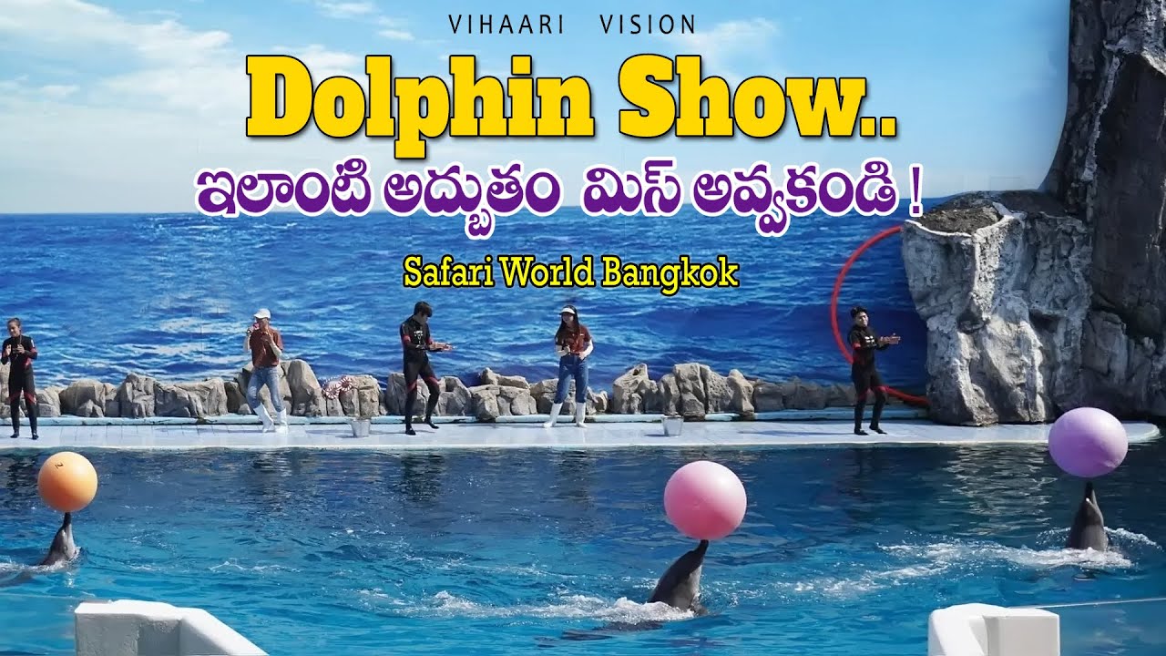 Dolphin Show Safari World Bangkok | Mesmerizing Flips, Tricks, & Tail Walks