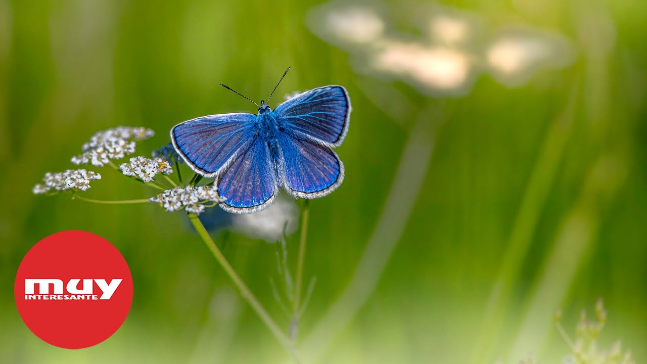 Las mariposas más bonitas del mundo
